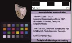 Foto (Objekt + Etiketten) von Longodromites excisus (von Meyer, 1857) (NHMW-GEO-1990-0041-0235)